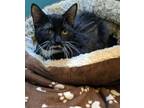 Adopt Padme a Black & White or Tuxedo Domestic Shorthair (short coat) cat in