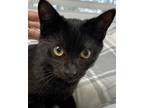 Adopt Shadow - Center a All Black American Shorthair / Mixed (short coat) cat in