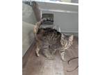 Adopt Jessie a Domestic Shorthair / Mixed cat in Milltown, NJ (33682527)