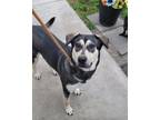 Adopt Eloise a Black - with Gray or Silver German Shepherd Dog / Husky / Mixed