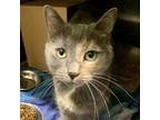 Adopt Ellie a Tortoiseshell Domestic Shorthair / Mixed cat in West Olive