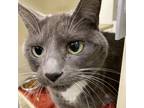 Adopt Olive Girl (Chow Hound Grand Haven) a Gray or Blue Domestic Shorthair /