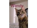 Adopt Wendy a Brown Tabby Domestic Shorthair / Mixed cat in Fern Park