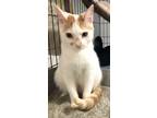 Adopt Mercy a Orange or Red (Mostly) Domestic Shorthair / Mixed (short coat) cat