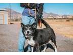 Adopt Sir George a Black Labrador Retriever / Mixed dog in El Paso