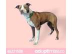 Adopt Padfoot a Brown/Chocolate American Pit Bull Terrier / Mixed dog in El