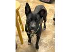 Adopt Heidi a Labrador Retriever / Mixed dog in Darlington, SC (33680150)