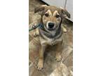 Adopt Angelina a Corgi / Shepherd (Unknown Type) / Mixed dog in Darlington