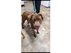 Adopt Piper a Labrador Retriever / Mixed dog in Darlington, SC (33682353)