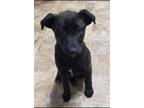 Adopt Jamie a Labrador Retriever / Mixed dog in Darlington, SC (33682352)
