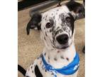 Adopt Bagel a White - with Black Australian Cattle Dog / Border Collie / Mixed