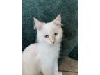 Adopt Wally A White (Mostly) Siberian / Mixed Cat In Lafayette, LA (33681862)