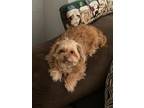 Adopt Rosi3 a Brown/Chocolate Shih Tzu / Mixed dog in Huntley, IL (33682295)