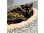 Adopt Candace a Tortoiseshell Domestic Shorthair / Mixed (short coat) cat in