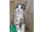 Adopt Cosmo a Gray or Blue (Mostly) Domestic Shorthair / Mixed (short coat) cat