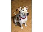 Adopt Beanie a White - with Tan, Yellow or Fawn Catahoula Leopard Dog / American