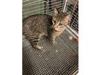Adopt Moe a Gray, Blue or Silver Tabby Domestic Shorthair / Mixed cat in