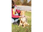 Adopt Rose Nylund a Tan/Yellow/Fawn Labrador Retriever / Mixed dog in Knoxville