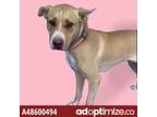 Adopt Beanie a Tan/Yellow/Fawn Pit Bull Terrier / Mixed dog in El Paso