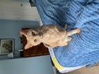 Adopt Nicolas a Orange or Red Tabby Domestic Shorthair / Mixed cat in Candler