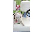 Adopt Gracie a White Poodle (Miniature) dog in Maumelle, AR (33680068)