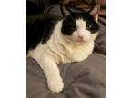 Adopt Violet a Black & White or Tuxedo Domestic Shorthair (short coat) cat in