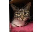 Adopt Lyra a Domestic Shorthair / Mixed cat in Errington, BC (33679817)