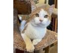 Adopt Tuffy a Orange or Red Domestic Shorthair / Domestic Shorthair / Mixed cat