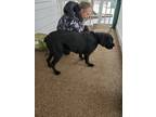Adopt Luna a Black Cane Corso / Mixed dog in Louisville, KY (33681528)