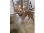 Adopt Molly a Brown/Chocolate - with White American Pit Bull Terrier /