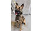 Adopt Bullet Located in Alabama a Brown/Chocolate - with Black Belgian Malinois