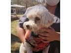 Adopt DOLLY (Mexico, hs) a White Poodle (Miniature) dog in Langley