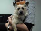 Adopt SPIKE a Tan/Yellow/Fawn Cairn Terrier / Mixed dog in Phoenix