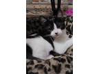 Adopt Kitty Kate a Black & White or Tuxedo Domestic Shorthair (short coat) cat