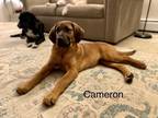 Adopt Cameron a Tan/Yellow/Fawn Bloodhound / Mixed dog in Parker Ford