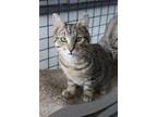 Adopt Horton a Brown Tabby Domestic Shorthair / Mixed (short coat) cat in