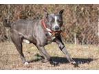 Adopt Beefy a Gray/Blue/Silver/Salt & Pepper Mixed Breed (Large) / Mixed dog in