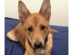 Adopt Sparky a Jindo / Mixed dog in San Ramon, CA (33681586)