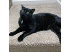 Adopt Johnny a Black (Mostly) Domestic Shorthair / Mixed cat in Garner