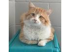 Adopt TUSC-Stray-tu2552 a Orange or Red Domestic Mediumhair / Mixed cat in