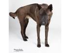 Adopt Sarah a Black Akita / Labrador Retriever / Mixed dog in Tuscaloosa