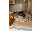 Adopt Scarlett Avonlea a Domestic Mediumhair / Mixed cat in Alpharetta