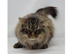 Adopt Caprice a Brown Tabby Domestic Mediumhair (medium coat) cat in New York