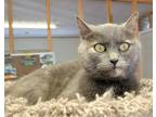 Adopt Kira a Gray, Blue or Silver Tabby Domestic Shorthair (short coat) cat in