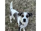 Adopt Eira a White - with Tan, Yellow or Fawn Catahoula Leopard Dog / Mixed dog