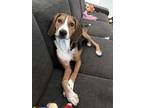 Adopt Wheatley a Tricolor (Tan/Brown & Black & White) Beagle / Mixed dog in