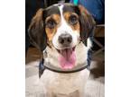 Adopt Appa a Tricolor (Tan/Brown & Black & White) Beagle / Mixed dog in