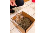 Adopt Shawn a Brown Tabby American Shorthair / Mixed (short coat) cat in