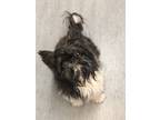 Adopt Jack a Shih Tzu / Mixed dog in Vancouver, BC (33681269)