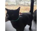 Adopt Alexis a All Black Domestic Mediumhair / Mixed cat in POMONA
